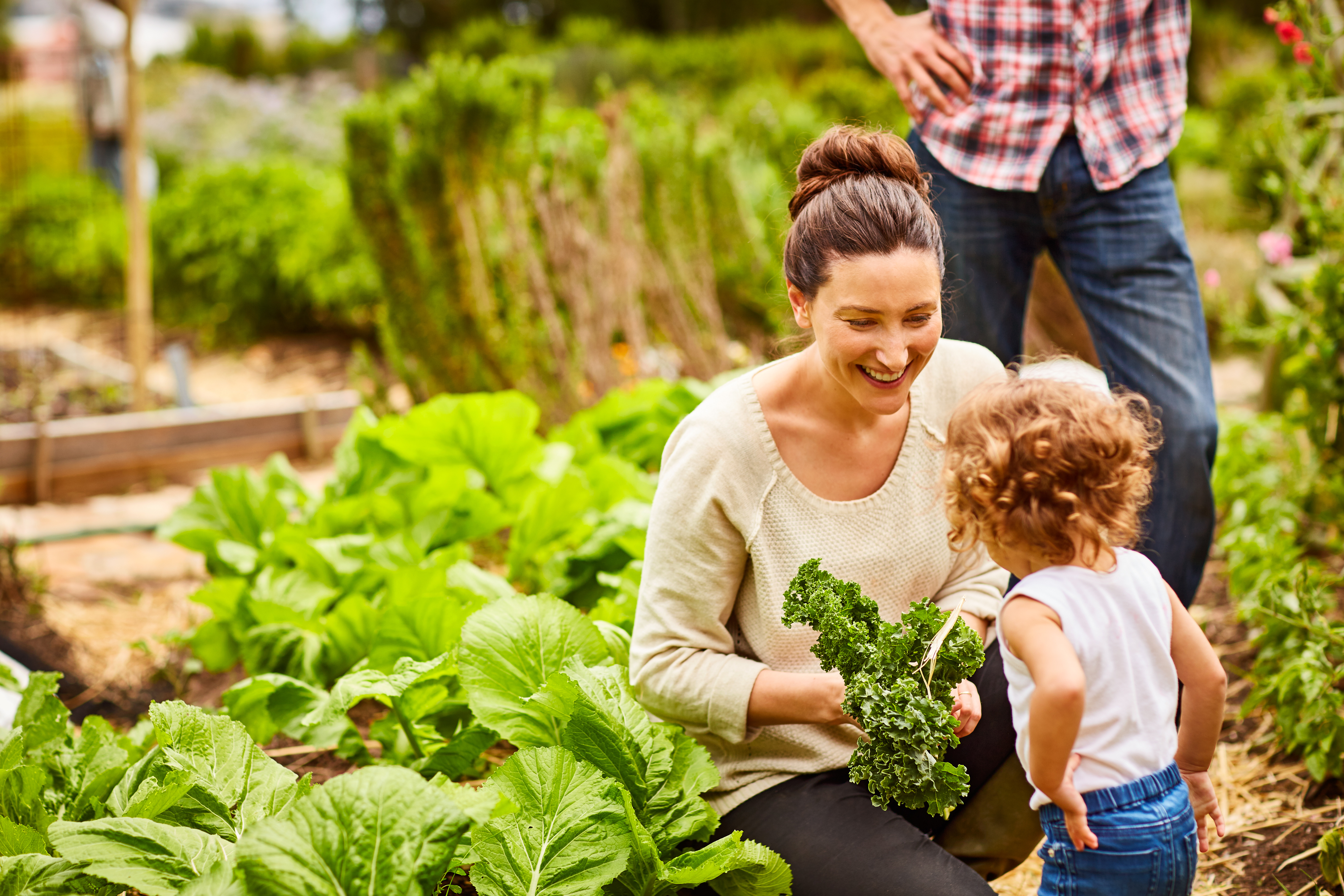 Smiling woman and a child picking salad in the garden